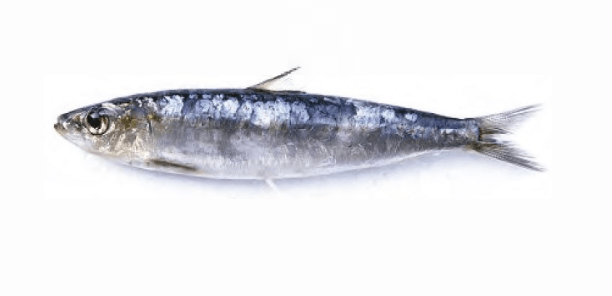 Sardines