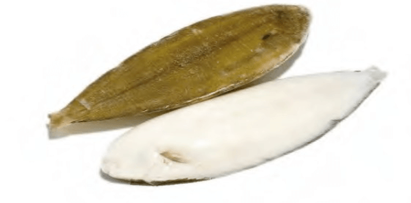 Solea Solea
