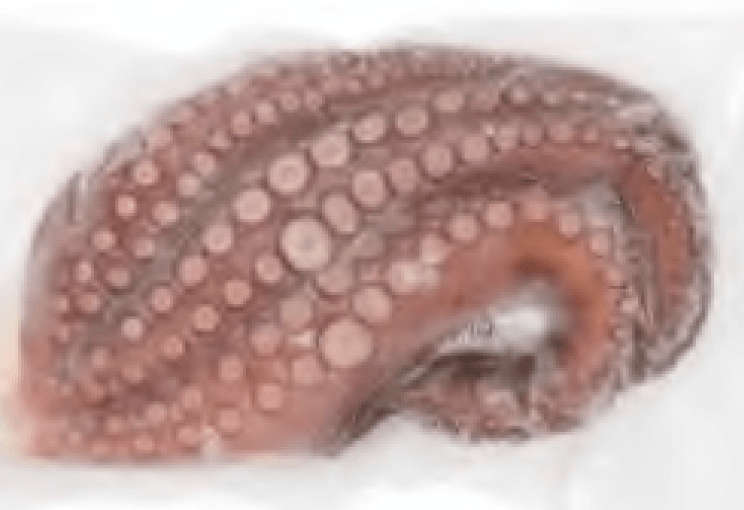 Octopus Legs