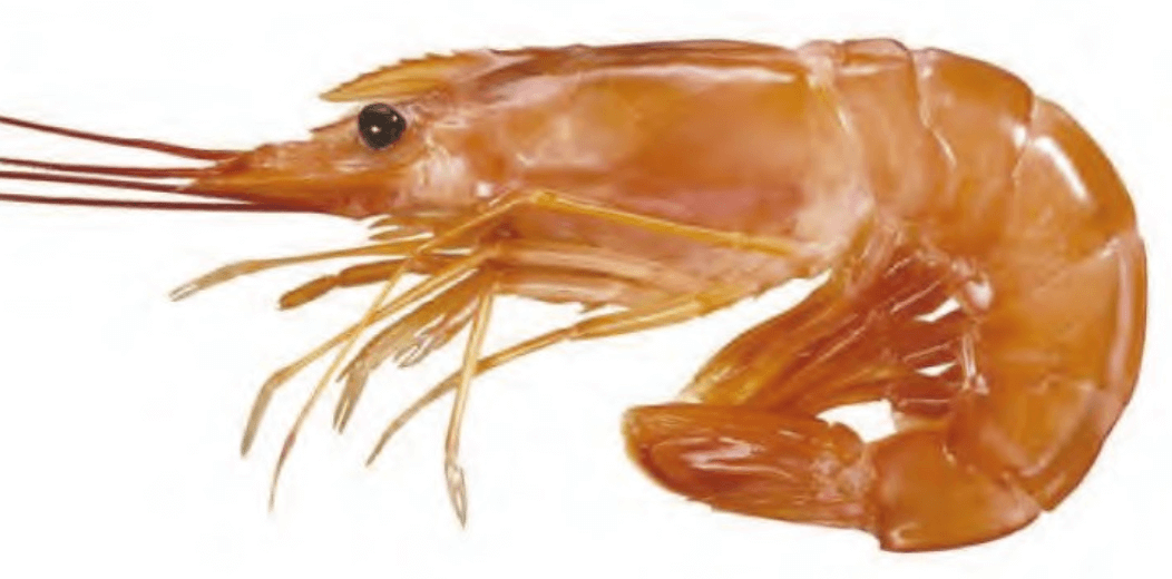 Shrimp